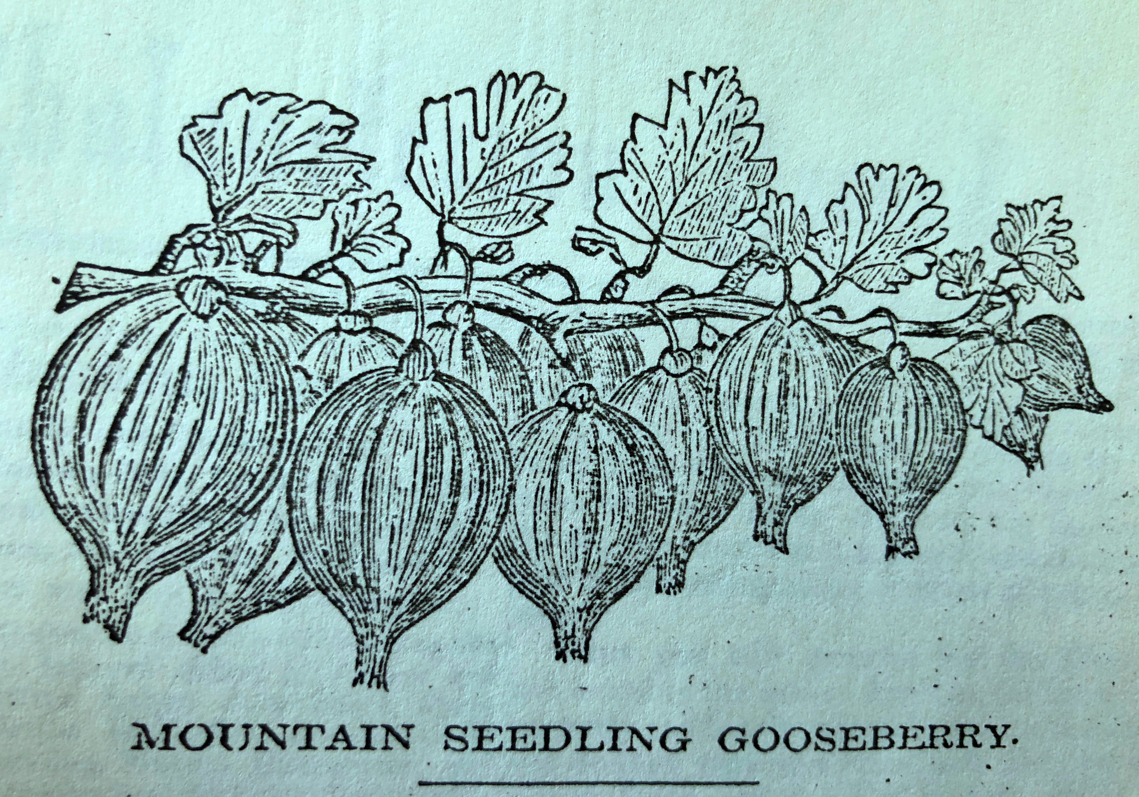 Mountain seeding gorseberry.